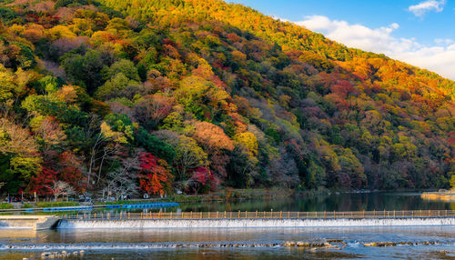 Scenic view of lake by trees during autumn