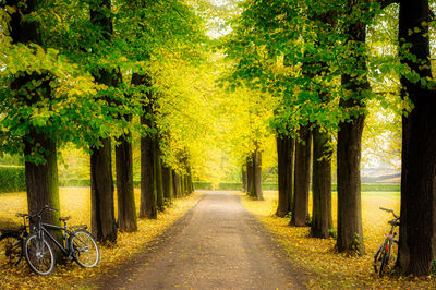 Footpath amidst trees in park