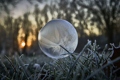 Close-up of frozen plant on field