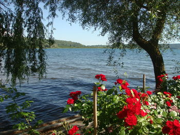 Red poppy flowers by lake