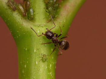 Close-up of insect on leaf