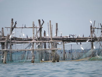 Cranes perching on incomplete pier against sky