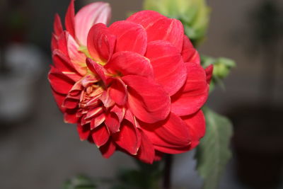 Close-up of red rose flower