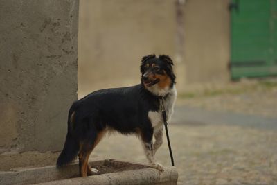 Dog standing outdoors