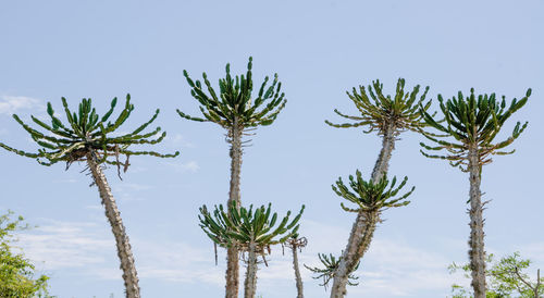 Low angle view of cactus trees against sky