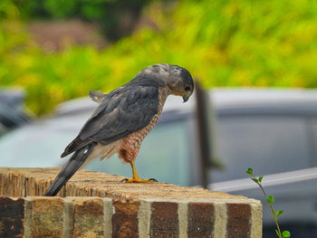 Close-up of bird perching on railing