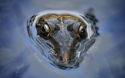 Close-up portrait of a frog in water