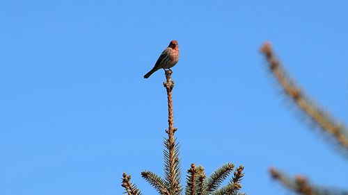 Low angle view of bird perching on tree against sky