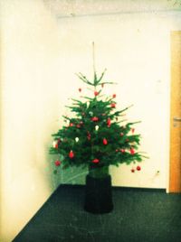 Close-up of flowers in vase