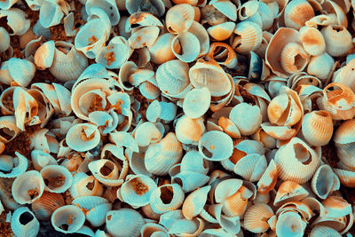 Full frame shot of shells