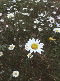 Close-up of daisy flowers blooming in field