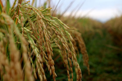 Close-up of stalks in field