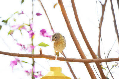 Low angle view of bird perching on branch