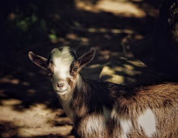 Close-up of goat