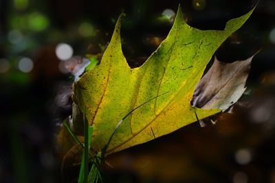 Close-up of yellow maple leaf on leaves