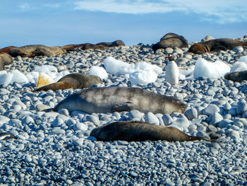 Elephant seal, sealions and penguin on rocky beach in antarctica