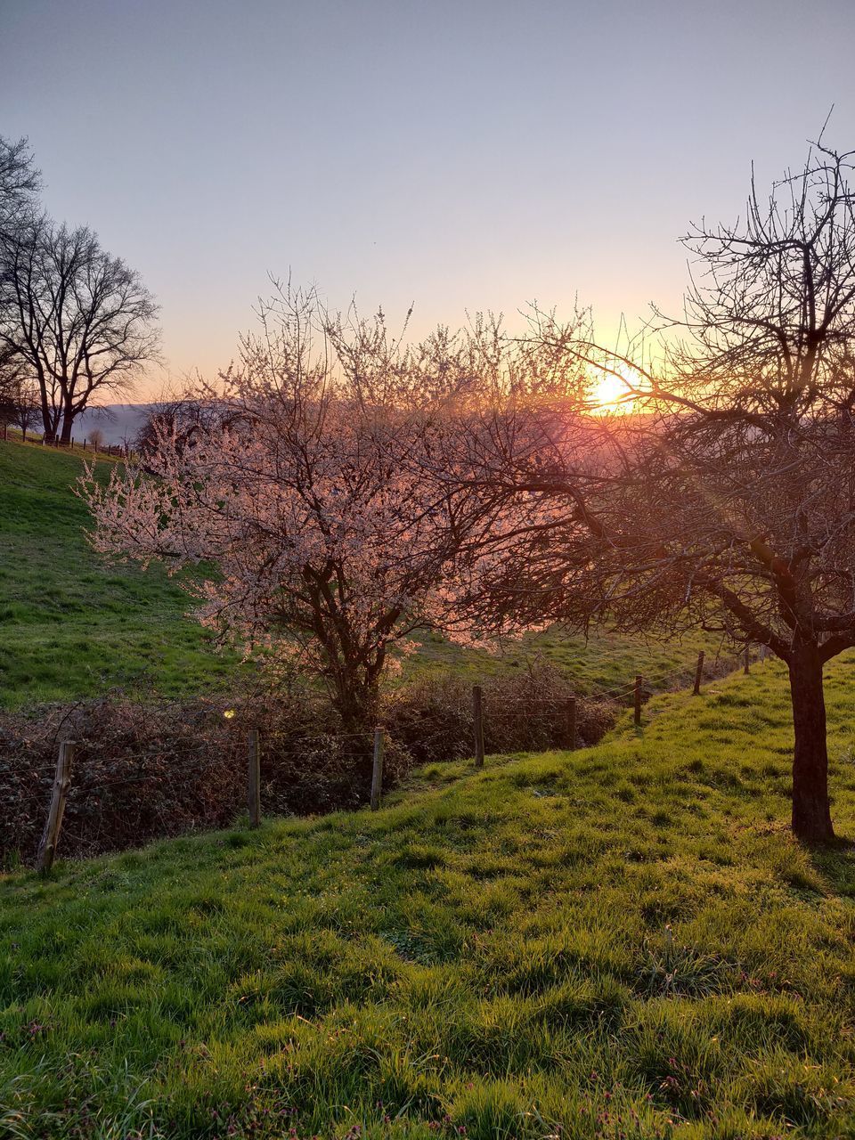 VIEW OF BARE TREES ON FIELD