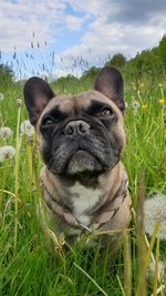 Close-up portrait of dog on field