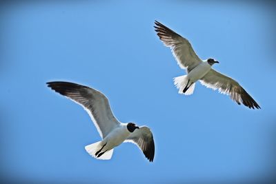 Low angle view of seagulls flying against clear blue sky