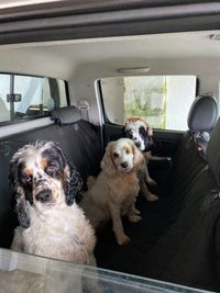 View of dog in car