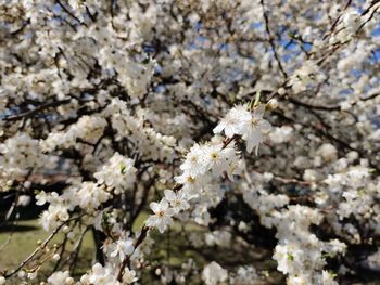 Close-up of white cherry blossom
