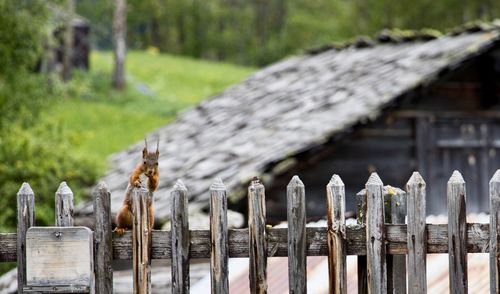 Close-up of wooden fence on field