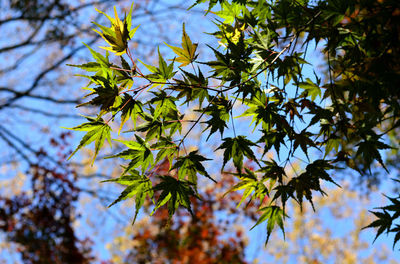 Low angle view of maple leaves against sky