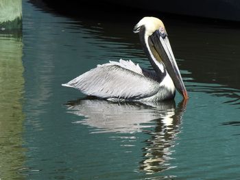Duck swimming in lake
