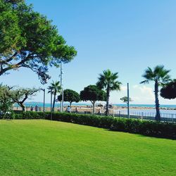 Palm trees on field against clear blue sky