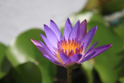 Close-up of lotus water lily