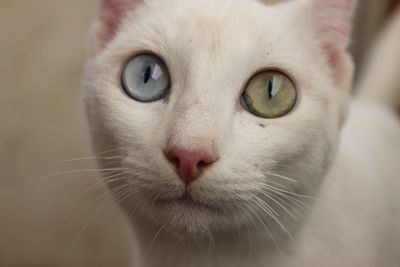 Portrait of cat indoors