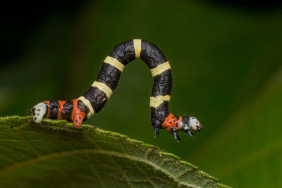 Close-up of caterpillar on leaf