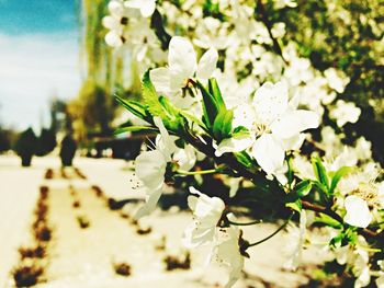 Close-up of white flowers