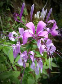 Close-up of purple flowers