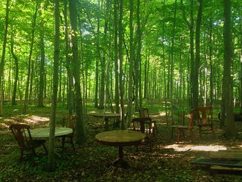 Empty bench in forest