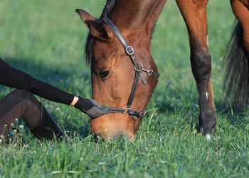 View of a horse on field