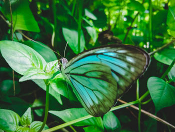 Close-up of butterfly on leaves