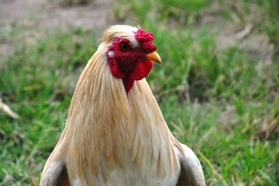 Close-up of rooster on land