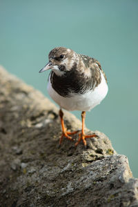 Close-up of bird perching on rock