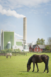Horses grazing, factory on background