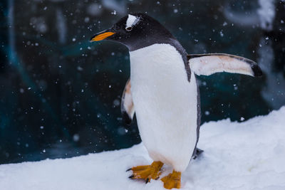 A cute penguin standing in a zoo