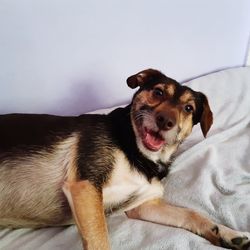 Portrait of dog resting on bed at home