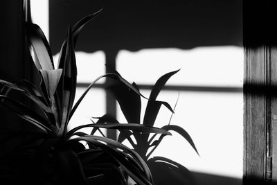 Close-up of silhouette plant against window at home
