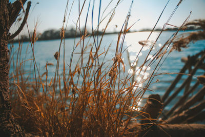 Close-up of grass on beach against sky