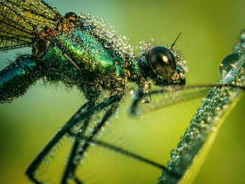 Close-up of spider