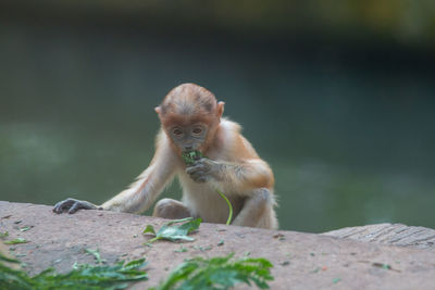 Monkey eating outdoors