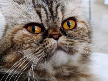 Close-up portrait of a cat