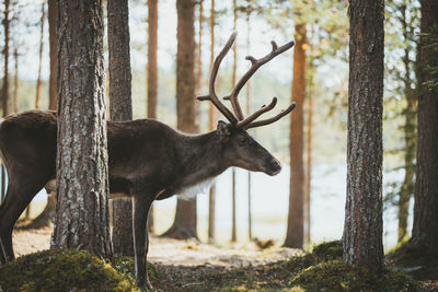 Deer in forest