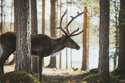 Deer in forest