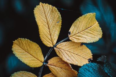 Close-up of autumn leaf